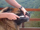 BROSSAGE DENTS 046